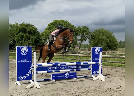 Holsteiner, Wallach, 6 Jahre, 175 cm, Brauner