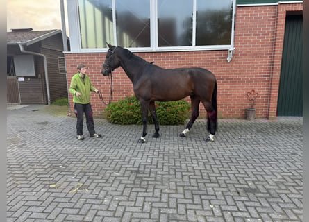 Holsteiner, Wallach, 6 Jahre, 175 cm, Dunkelbrauner