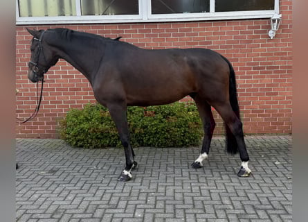 Holsteiner, Wallach, 6 Jahre, 175 cm, Dunkelbrauner