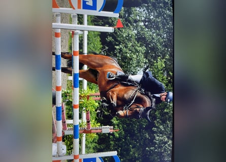 Holsteiner, Wallach, 6 Jahre, 176 cm, Dunkelbrauner