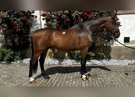 Holsteiner, Wallach, 6 Jahre, 178 cm, Rotbrauner
