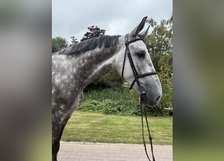 Holsteiner, Wallach, 6 Jahre, 179 cm, Schimmel