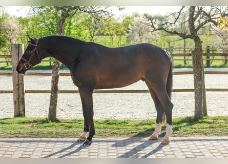 Holsteiner, Wallach, 6 Jahre, Dunkelbrauner