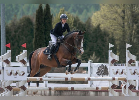 Holsteiner, Wallach, 7 Jahre, 166 cm, Brauner