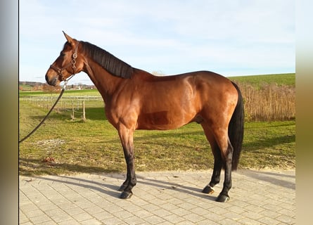 Holsteiner, Wallach, 7 Jahre, 166 cm, Brauner