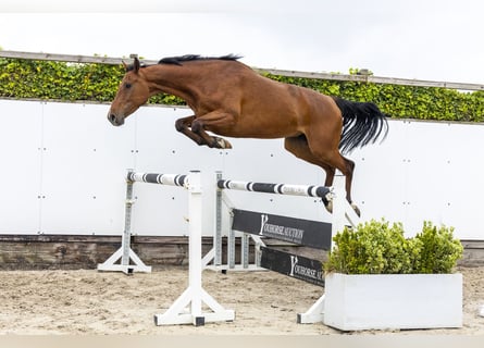 Holsteiner, Wallach, 7 Jahre, 167 cm, Dunkelbrauner