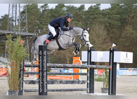 Holsteiner, Wallach, 7 Jahre, 167 cm, Schimmel