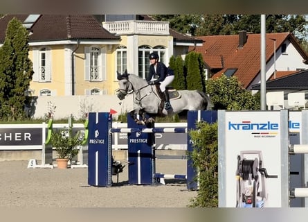 Holsteiner, Wallach, 7 Jahre, 167 cm