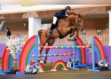 Holsteiner, Wallach, 7 Jahre, 168 cm, Fuchs