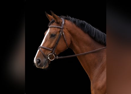 Holsteiner, Wallach, 7 Jahre, 170 cm, Brauner