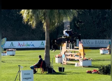 Holsteiner, Wallach, 7 Jahre, 172 cm, Rappe