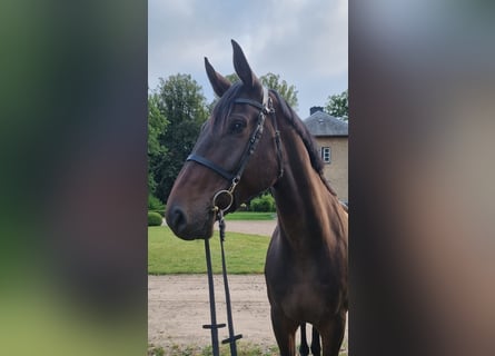 Holsteiner, Wallach, 7 Jahre, 175 cm, Brauner