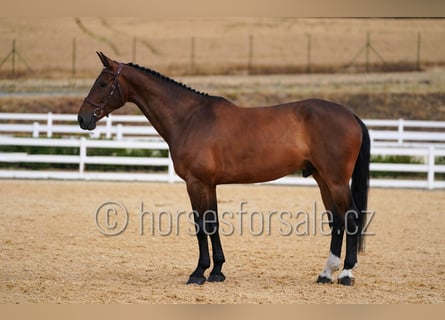 Holsteiner, Wallach, 7 Jahre, 183 cm, Brauner