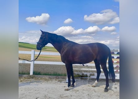 Holsteiner, Wallach, 8 Jahre, 168 cm, Dunkelbrauner