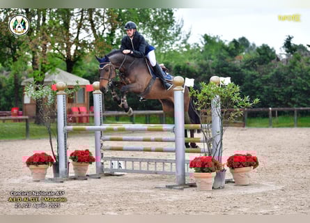 Holsteiner, Wallach, 8 Jahre, 170 cm, Dunkelbrauner