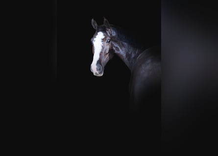 Holsteiner, Wallach, 8 Jahre, 170 cm, Schwarzbrauner