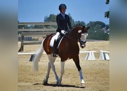 Holsteiner, Wallach, 8 Jahre, 170 cm, Tobiano-alle-Farben