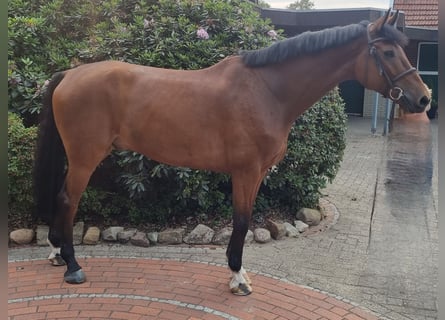 Holsteiner, Wallach, 8 Jahre, 171 cm, Brauner