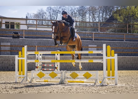 Holsteiner, Wallach, 8 Jahre, 175 cm, Brauner