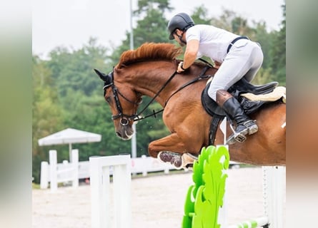 Holsteiner, Wallach, 8 Jahre, 178 cm, Fuchs