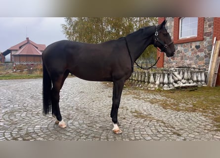 Holsteiner, Wallach, 9 Jahre, 168 cm, Rotbrauner