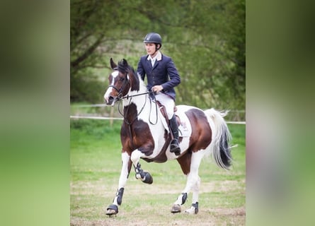 Holsteiner, Wallach, 9 Jahre, 170 cm, Tobiano-alle-Farben