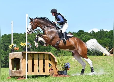 Holsteiner, Wallach, 9 Jahre, 170 cm, Tobiano-alle-Farben