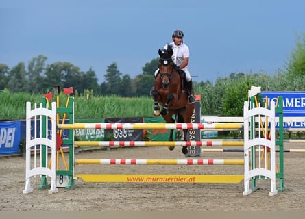 Holsteiner, Wallach, 9 Jahre, 172 cm, Brauner