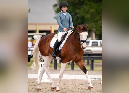 Holsteiner, Wallach, 9 Jahre, 173 cm, Tobiano-alle-Farben