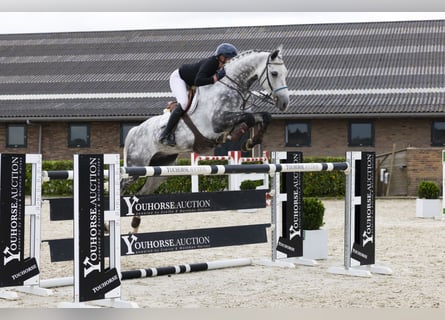 Holsteiner, Wallach, 9 Jahre, 175 cm, Schimmel