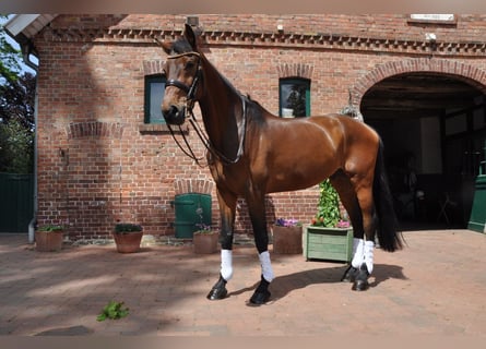 Holsteiner, Wallach, 9 Jahre, 180 cm, Brauner
