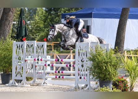 Holsteiner, Wallach, 9 Jahre, Schimmel