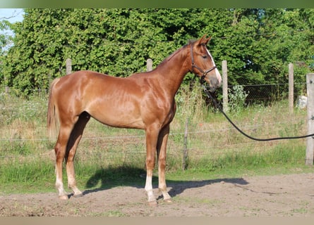 Hongaars sportpaard, Hengst, 1 Jaar, 145 cm, Donkere-vos