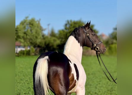 Hongaars sportpaard, Hengst, 2 Jaar, 158 cm, Gevlekt-paard