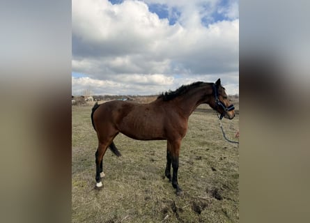 Hongaars sportpaard, Hengst, 3 Jaar, 155 cm, Roodbruin