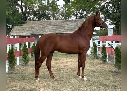 Hongaars sportpaard, Hengst, 3 Jaar, 162 cm, Roodvos