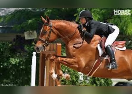 Hongaars sportpaard, Hengst, 9 Jaar, 172 cm, Donkere-vos