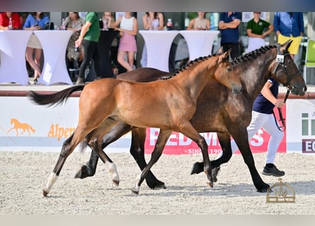 Hongaars sportpaard, Hengst, Veulen (04/2025), Roodbruin
