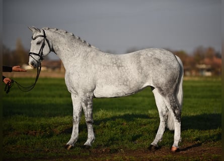 Hongaars sportpaard, Merrie, 10 Jaar, 155 cm, Wit