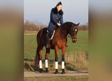 Hongaars sportpaard, Merrie, 10 Jaar, 160 cm, Bruin