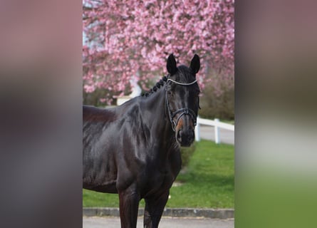 Hongaars sportpaard, Merrie, 11 Jaar, 166 cm, Zwart