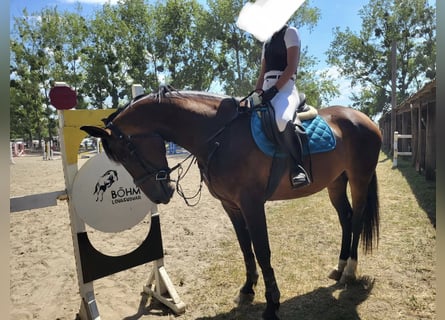 Hongaars sportpaard, Merrie, 11 Jaar, 169 cm, Roodbruin