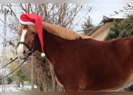 Hongaars sportpaard Mix, Merrie, 4 Jaar, 147 cm, Donkere-vos