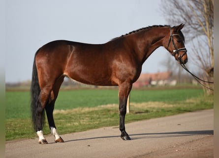 Hongaars sportpaard, Merrie, 4 Jaar, 155 cm, Brauner