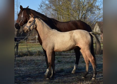 Hongaars sportpaard, Merrie, 4 Jaar, 158 cm, Buckskin