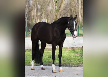 Hongaars sportpaard, Merrie, 4 Jaar, 170 cm, Zwartbruin