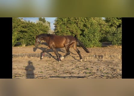 Hongaars sportpaard, Merrie, 4 Jaar, 178 cm, Roodbruin