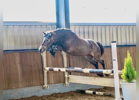 Hongaars sportpaard, Merrie, 5 Jaar, 147 cm, Zwartschimmel