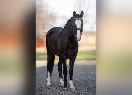 Hongaars sportpaard Mix, Merrie, 6 Jaar, 145 cm, Zwart