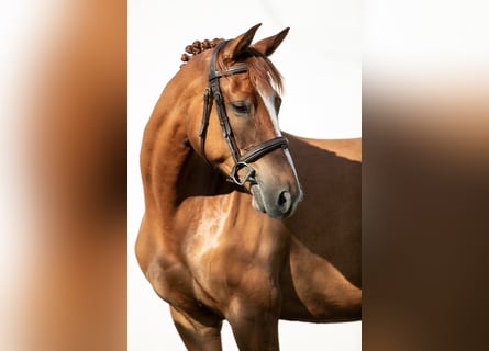 Hongaars sportpaard, Merrie, 6 Jaar, 160 cm, Donkere-vos